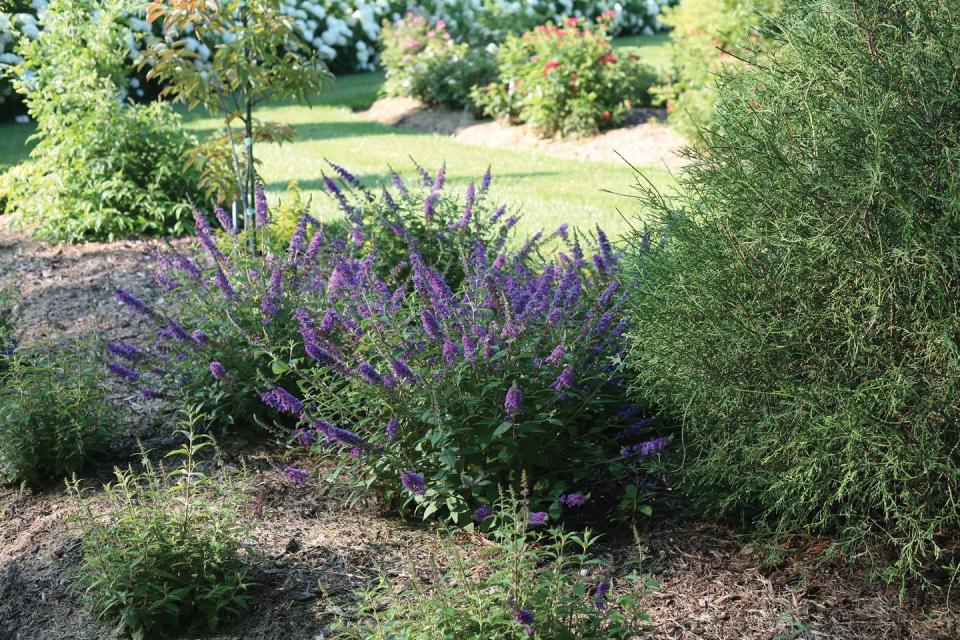 10) Butterfly Bush