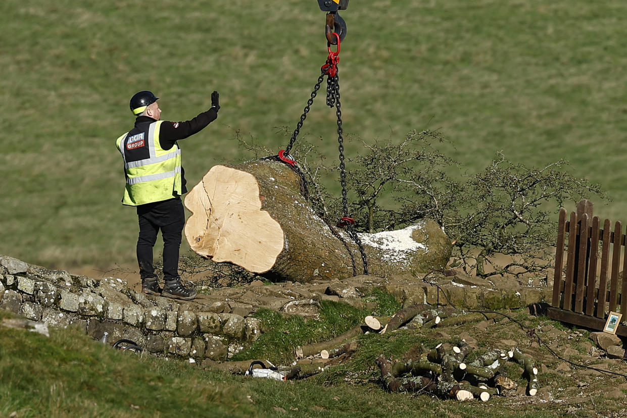 HEXHAM, ENGLAND - OCTOBER 12: Workers remove the tree felled at Sycamore Gap at Sycamore Gap on October 12, 2023 in Hexham, England. The trunk of the tree at Sycamore Gap that was felled in an act of vandalism is being cut up and removed by the National Trust today. Northumbria Police have arrested a boy aged 16 and a man in his 60s. Both have been bailed pending further investigation. (Photo by Jeff J Mitchell/Getty Images)