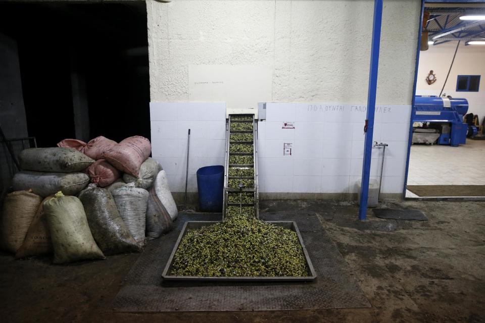 Olives are loaded onto a conveyor belt at a family-owned olive oil business in Velanidi village, 320 kilometers (200 miles) west of Athens, Greece on Saturday, Nov. 30, 2013. Greece remains the highest consumer of olive oil per capita in the world despite the country's ongoing financial crisis. (AP Photo/Petros Giannakouris)