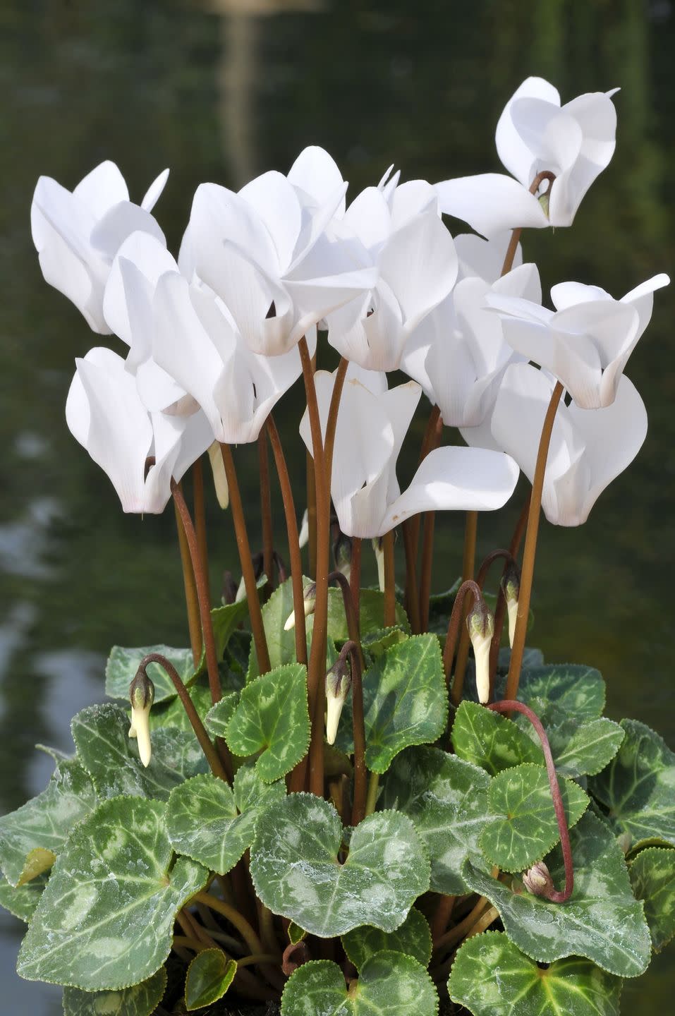 Cyclamen