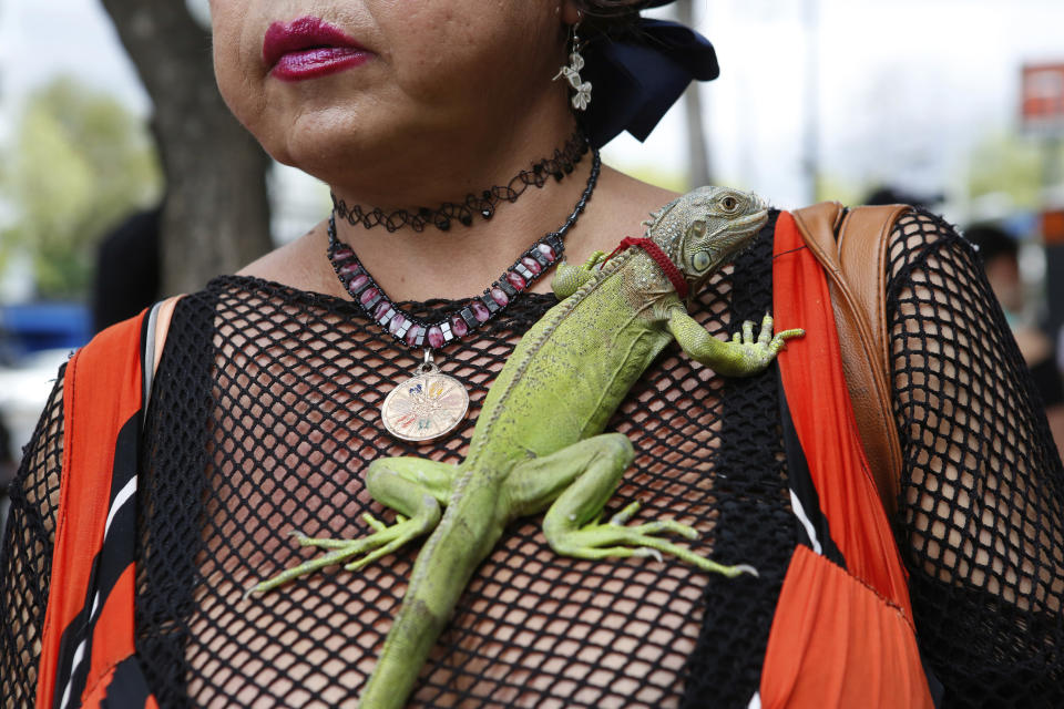 Karla Esperanza, a transgender sex worker, poses for a photo with her iguana named "Rectilio" on International Sex Workers Day in Mexico City, Mexico, Sunday, June 2, 2019. On Friday, Mexico City's government voted in favor of a bill that no longer allows sex workers or their clients to be arrested or fined after a complaint. (AP Photo/Ginnette Riquelme)