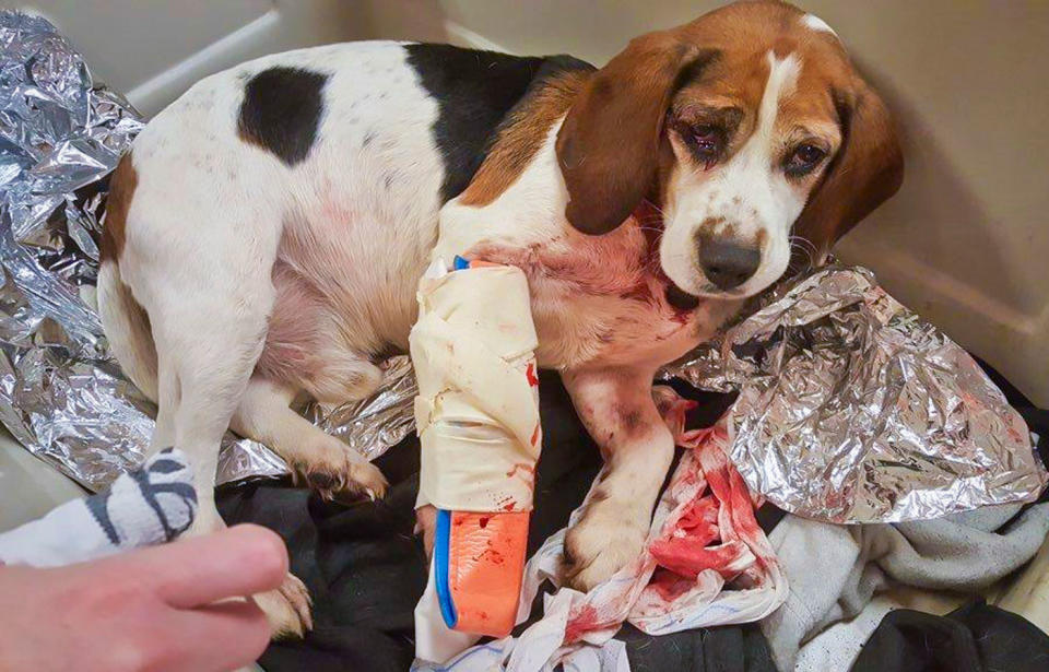 One of two beagles recovering after it was thrown from a car on a New York highway. Source: AAP