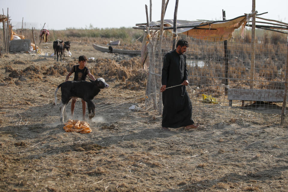 Hamza Noor brings out his livestock to feed them collected fresh water in the marshes of southern Iraq where salinity levels have killed many animals this year, in Dhi Qar province, Iraq, Friday Sept. 2, 2022. (AP Photo/Anmar Khalil)