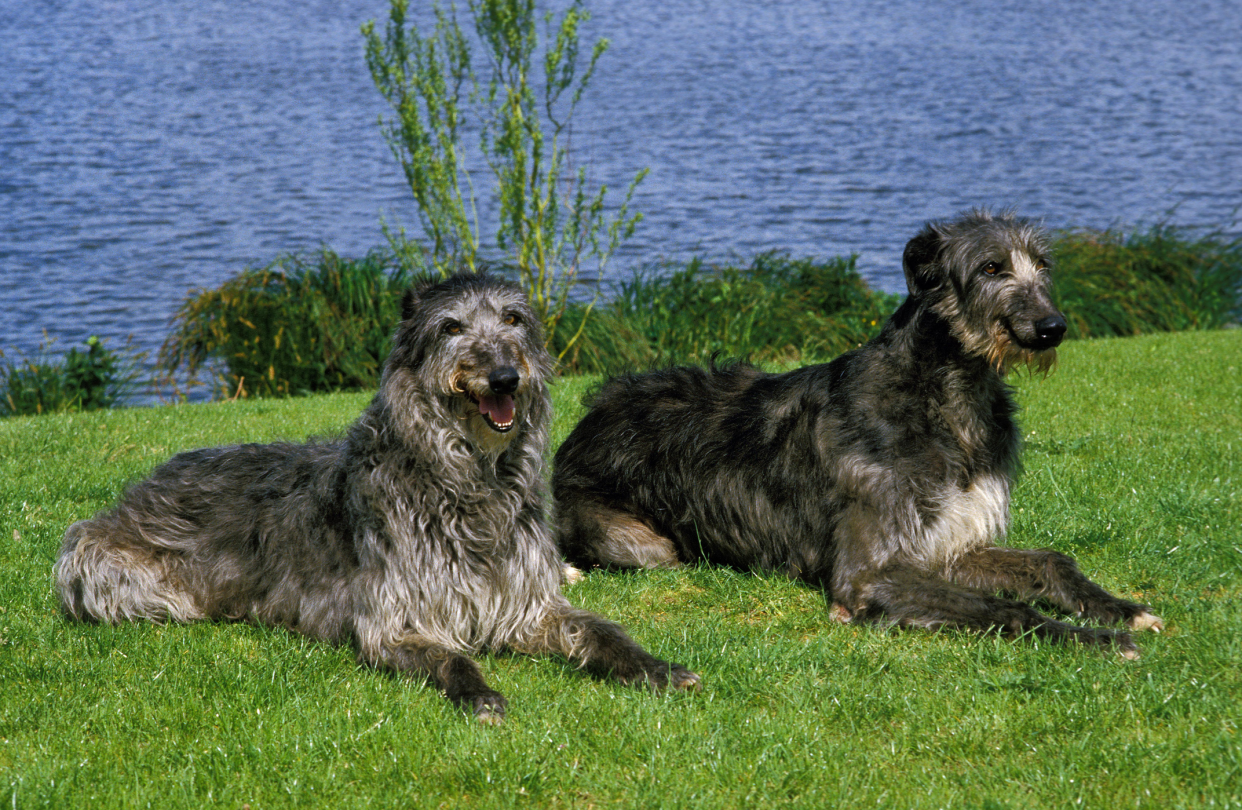 Scottish Deerhound