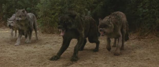 A pack of werewolves in "The Twilight Saga: New Moon"<p>Summit Entertainment</p>