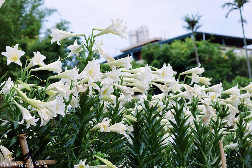 新北淡水｜奎柔山路百合花園