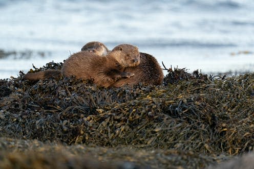   <span class="attribution"><a class="link " href="https://www.shutterstock.com/image-photo/european-otter-lutra-mother-cub-sleeping-1670937574" rel="nofollow noopener" target="_blank" data-ylk="slk:Chrispo/Unsplash;elm:context_link;itc:0;sec:content-canvas">Chrispo/Unsplash</a></span>