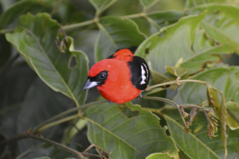 This photo provided by researchers shows a white-winged tanager (Piranga leucoptera) at Las Cruces Biological Station in Coto Brus, Costa Rica, in June 2017. This forest bird has seen population increases in forest habitats. Small farms with natural landscape features such as shade trees, hedgerows and tracts of intact forest provide a refuge for some tropical bird populations, according to an 18-year study in Costa Rica, published on Monday, Sept. 4, 2023, in the journal Proceedings of the National Academy of Sciences. (J. Nicholas Hendershot via AP)