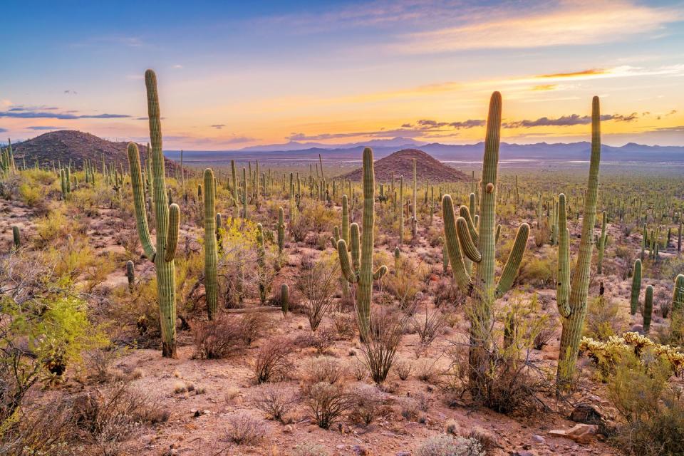 <p>If the desert is more your thing, take a peek at the landscape in Arizona's <a href="https://www.nationalparks.org/explore-parks/saguaro-national-park" rel="nofollow noopener" target="_blank" data-ylk="slk:Saguaro National Park;elm:context_link;itc:0;sec:content-canvas" class="link ">Saguaro National Park</a>. They have the largest cacti species in the US (the saguaro, hence the name). The saguaro is the main attraction, as they're only found in a small part of the country. They grow up to 50 feet tall, and can live for 200 years. </p>