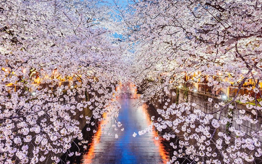 Now is the time to visit Japan for cherry blossom - istock