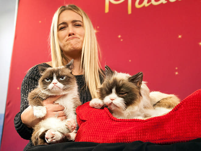 GRUMPY CAT