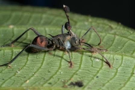 Ohiocordyceps unilateralus on ant, Polyrhachis armata. Photo compliments of David Hughes.