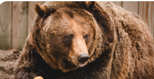 Cody, one of the Toledo Zoo's brown bears, is shown.