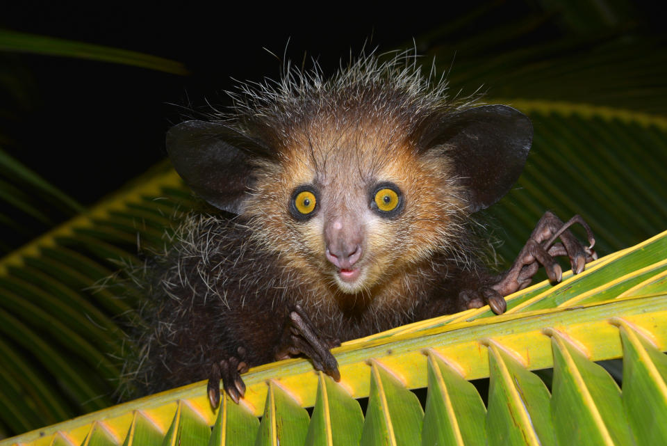 Aye-aye -Daubentonia madagascariensis- on a palm frond, Masoala Peninsula, Madagascar