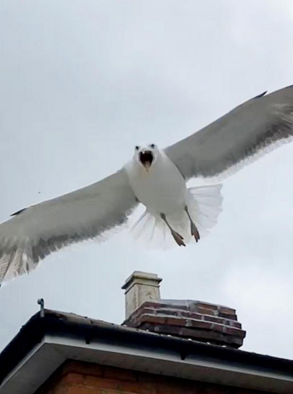 Worcester News: SCARY: The seagull that was attacking people in Barbourne last year