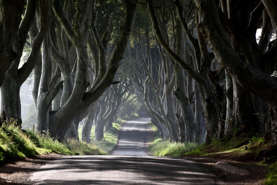 The Dark Hedges featured in HBO fantasy series Game of Thrones (Woodland Trust/PA) (PA Media)