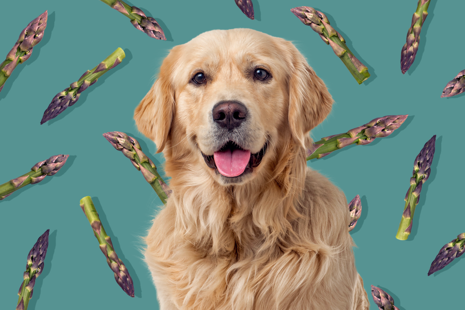 dog with background of asparagus pattern; can dogs eat asparagus?