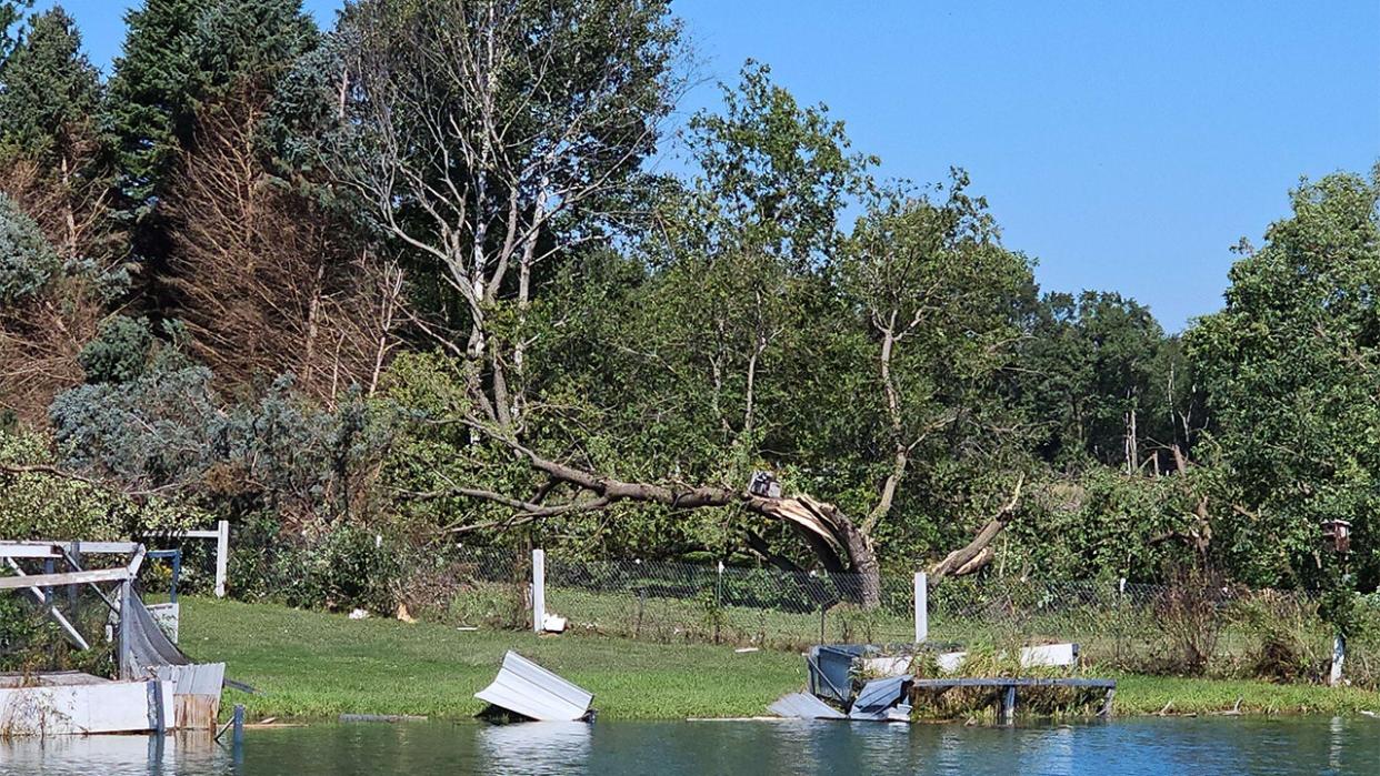 <div>Trees damaged by a tornado in Isanti (Photo courtesy of the National Weather Service).</div>