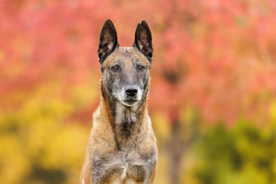 Headshot of a Belgian Malinois in the autumn colors