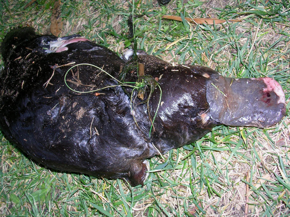 Some entanglements result in deaths, pictured here is a platypus which was entangled in fishing line. Source: Jade Taillard via The Australian Platypus Conservancy