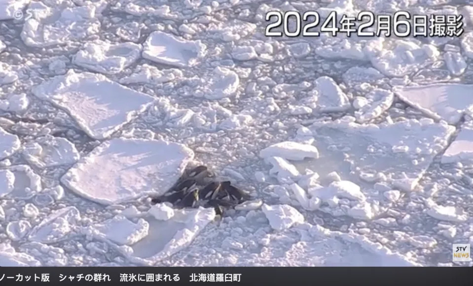 近日在北海道以北海域形成的流冰範圍廣闊，殺人鯨群一度被困。    （STV 片段撮圖）