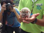 Meet Prickles, the African pygmy hedgehog! Aw...