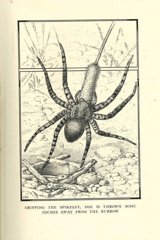 What are Spiders?  Arachnophilia - Online exhibitions across Cornell  University Library