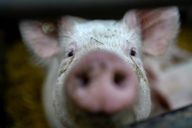 Der Sternekoch Sternekoch Tim Raue will trotz des Trends zu veganem Essen nicht auf Fleisch verzichten. Er liebe die chinesische Küche, und "ein krosser Schweinebauch lässt sich nicht ersetzen", sagte der 50-Jährige dem Magazin "Focus". (INA FASSBENDER)