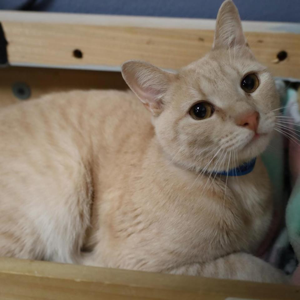 Yandel is a super handsome and loving boy looking for a home where he'll be appreciated with lots of chin rubs. He also likes to be cuddled. A lot. He gets along with everyone … including dogs and other cats. He's playful and enjoys wand toys, catnip and chicken. Yandel is at the Orlando Cat Café, and you can schedule a time to visit at: www.orlandocatcafe.com. Now until July 31, you can take Yandel home for a $20.23 adoption fee.