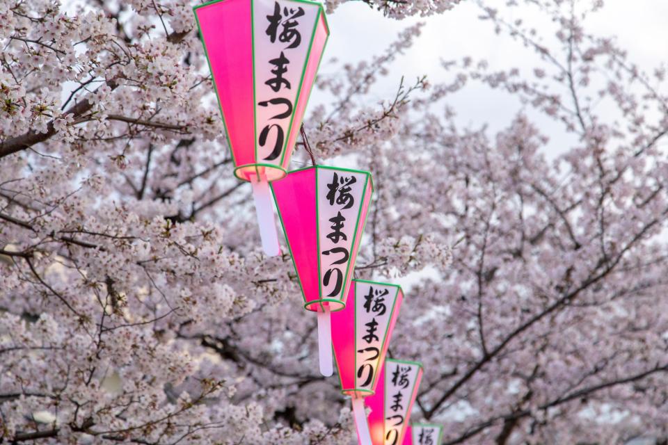 Japanese Cherry Blossoms can be viewed from many beautiful locations in Japan. 
pictured: bright pink lanterns that line blush pink rows of cherry blossom trees in Japan