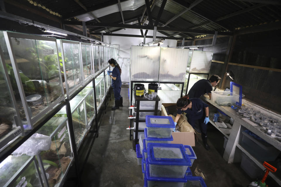 Workers pack frogs for export to the U.S. at the "Tesoros de Colombia" frog breeding center in Cundinamarca, Colombia, Monday, May 20, 2019. The center has struggled to keep prices low because of the costs associated with securing export permits from the Colombian government. (AP Photo/Fernando Vergara)