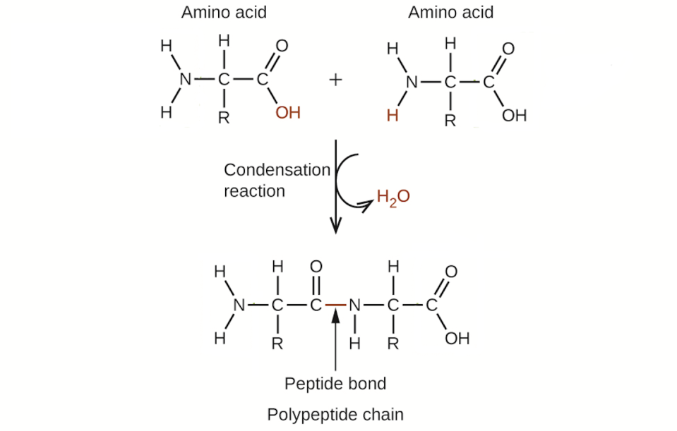 Condensation reactions join amino acids by losing a molecule of water. <a href="https://commons.wikimedia.org/wiki/File:CNX_Chem_20_04_peptide.png" rel="nofollow noopener" target="_blank" data-ylk="slk:OpenStax/Wikimedia Commons;elm:context_link;itc:0;sec:content-canvas" class="link ">OpenStax/Wikimedia Commons</a>, <a href="http://creativecommons.org/licenses/by/4.0/" rel="nofollow noopener" target="_blank" data-ylk="slk:CC BY;elm:context_link;itc:0;sec:content-canvas" class="link ">CC BY</a>