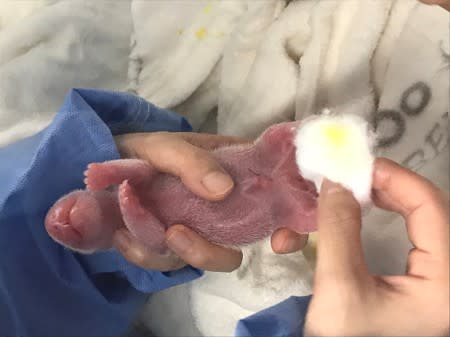 A handout picture shows one of the new born panda twins after their birth on August 31, 2019 by their mother Meng-Meng at Berlin Zoo