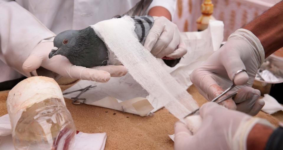 <p>Vets in Jaipur, India apply bandages to an injured pigeon at a bird rescue centre.</p>