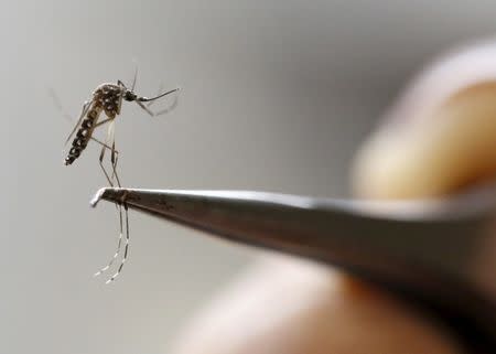 An Aedes Aegypti mosquito is seen in a lab of the International Training and Medical Research Training Center (CIDEIM) in Cali, Colombia February 2, 2016. REUTERS/Jaime Saldarriaga