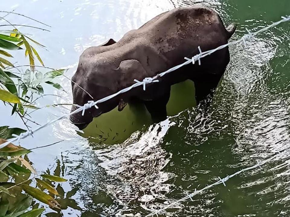 The elephant is believed to have suffered for weeks before it died in a river in Kerala: Supplied