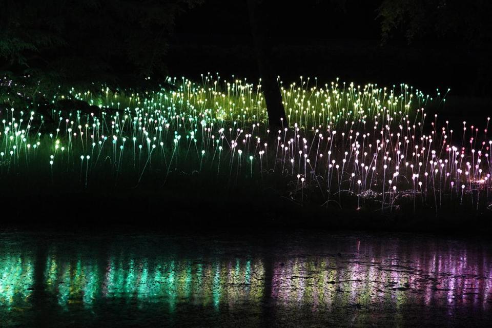 The light installation “Longwood” was created by British artist Bruce Munro, whose work will be displayed at Pinecrest Gardens.