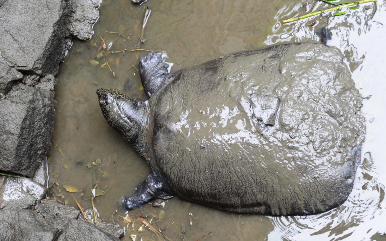 The Yangtze turtle is one of the rarest in the world - AFP
