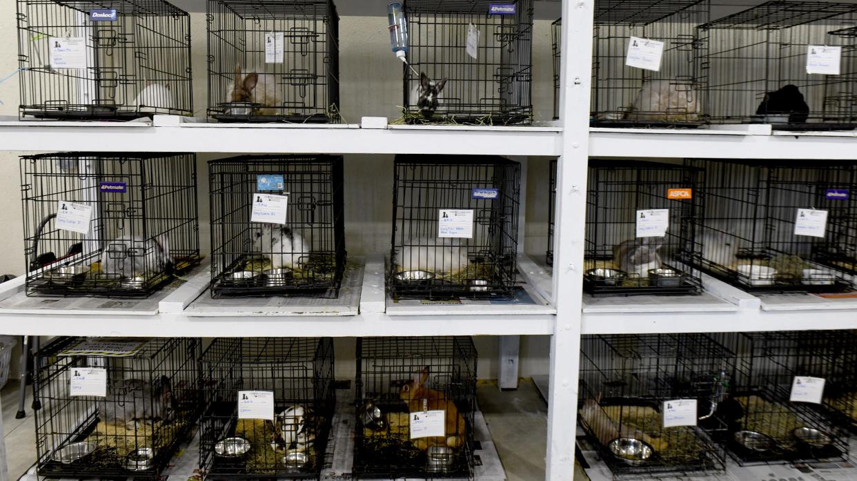 Shelves, tables and stacks of cages fill a building at the Stark County Humane Society, which is taking care of 97 rabbits that were removed from a Canton home Thursday.