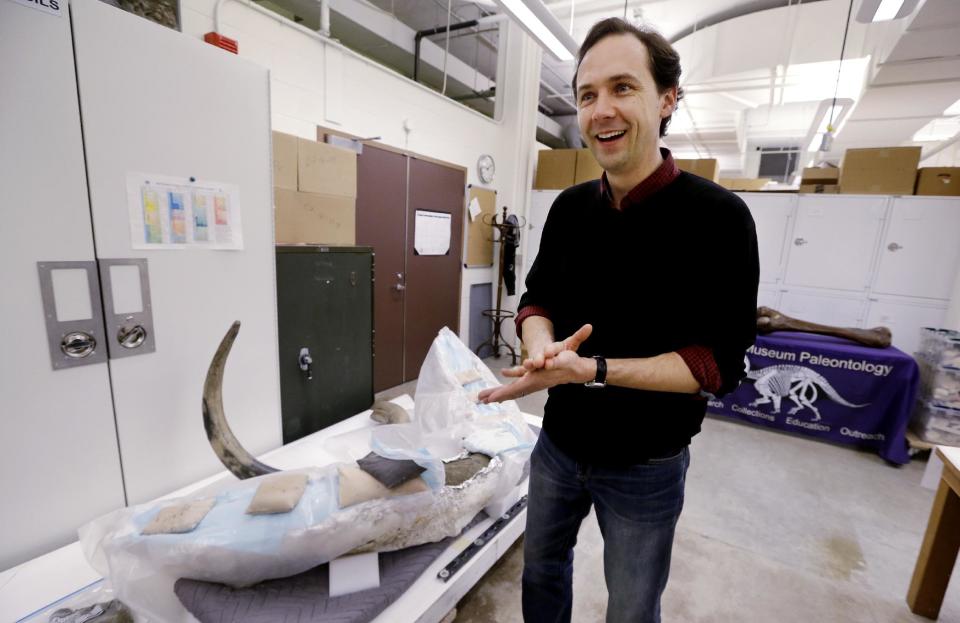 University of Washington paleontologist Christian Sidor smiles as he talks about a fossilized mammoth tusk, lower left, partially wrapped in layers of foil, plaster and plastic to allow it to slowly dry at the school's Burke Museum Wednesday, Feb. 26, 2014, in Seattle. Museum officials say the tusk, found at a construction site in downtown Seattle, will reveal its age, gender and life story as soon as scientists can stabilize the fossil by drying it out slowly over the next year. (AP Photo/Elaine Thompson)