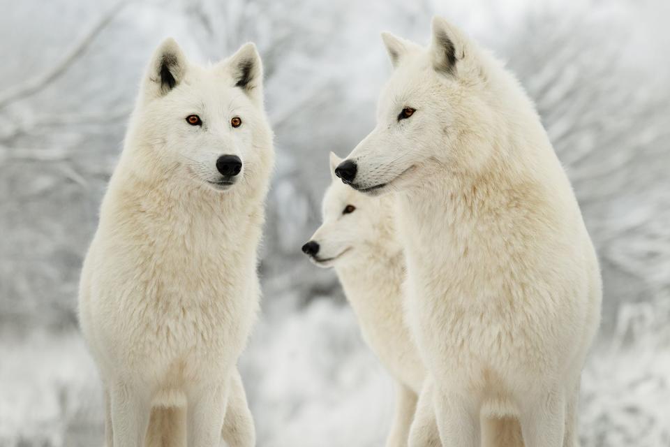 <p>Vasyl Helevachuk/Getty</p> Arctic wolves