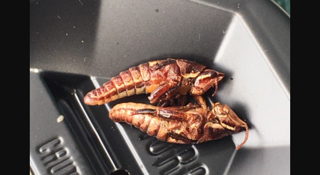 A close-up of the Mariners' toasted grasshoppers. (Twitter/@JoyceKehoe)