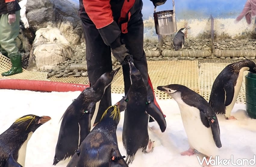 In addition to the feeding experience, the penguins care center in the back will also be opened for the first time to the public. (Photo courtesy of Taipei Walker)