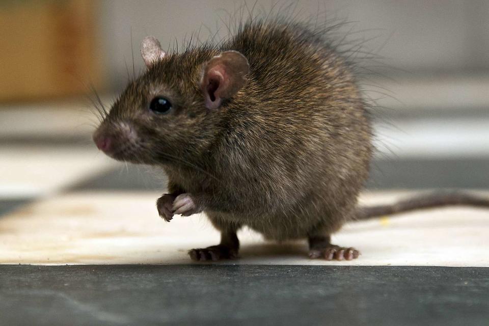 <p>Getty Images</p> Stock photo of a rat 