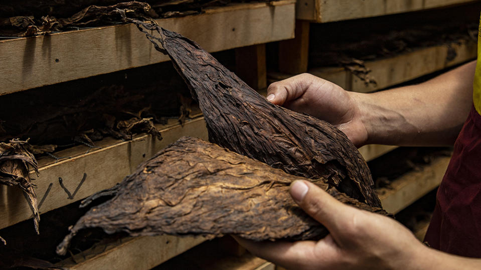 The stacks of dried tobacco leaves at the Cigar Padron factory Nicaragua