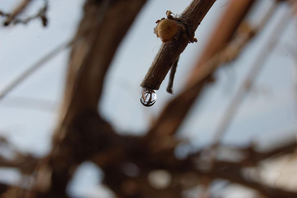 Sap on a vine