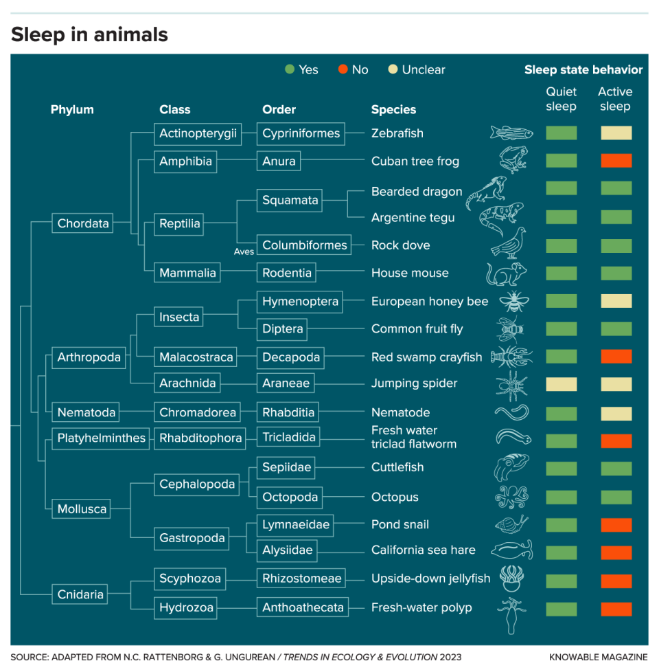 Researchers are finding different phases of sleep in more and more creatures across the animal kingdom. In mammals, sleep is divided into active, rapid-eye-movement (REM) sleep and quiet, non-REM sleep, and these phases are associated with specific patterns of brain activity. Though such brain activity patterns haven’t been investigated in many animals, researchers have documented active sleep phases, wherein animals experience jerky movements such as twitches or rapid eye movements, interspersed with quiet (quiescent) sleep, when those behaviors aren’t present. The growing tally suggests an evolutionary importance for multiple types of sleep.