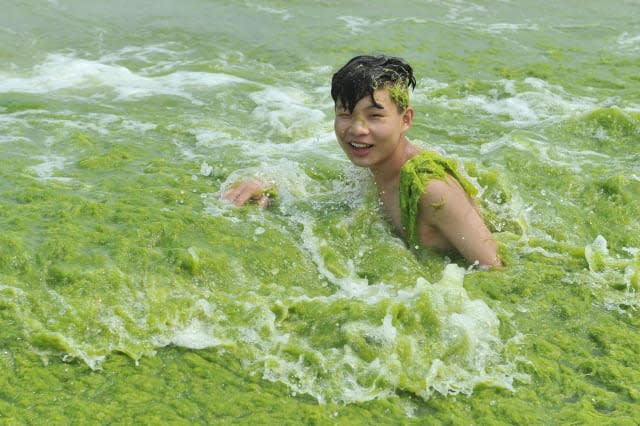 Fancy a dip? Chinese beach covered in blanket of green algae