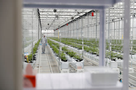 A worker checks cannabis plants inside the Tilray factory hothouse in Cantanhede, Portugal April 24, 2019. REUTERS/Rafael Marchante