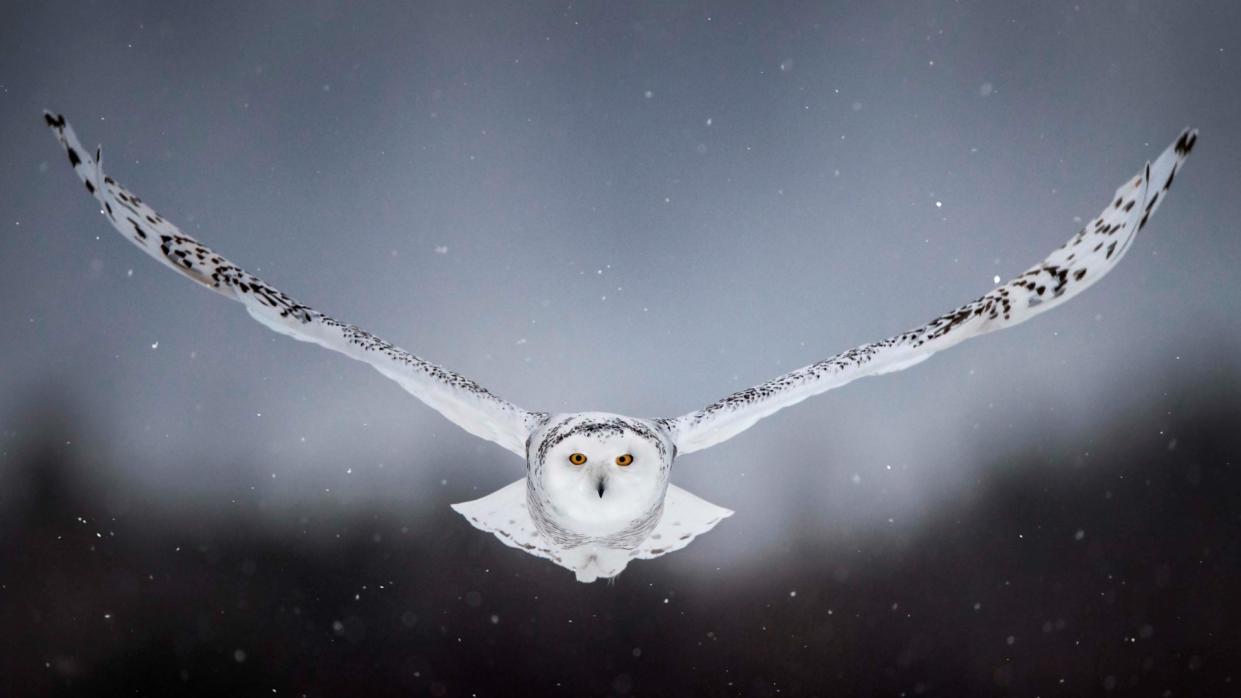 Snowy owl	